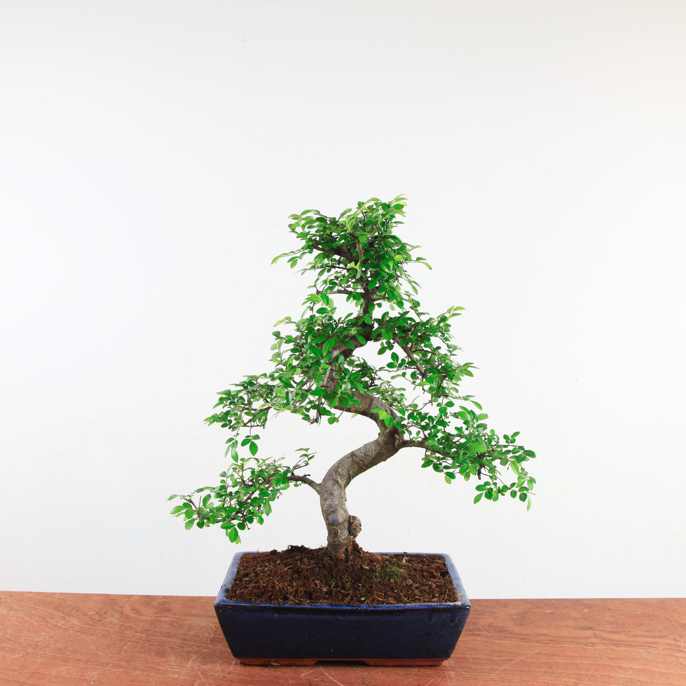 Bonsai Ulmus Parvifolia 'Chinese iep'