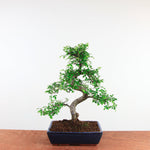 Bonsai Ulmus Parvifolia 'Chinese iep'