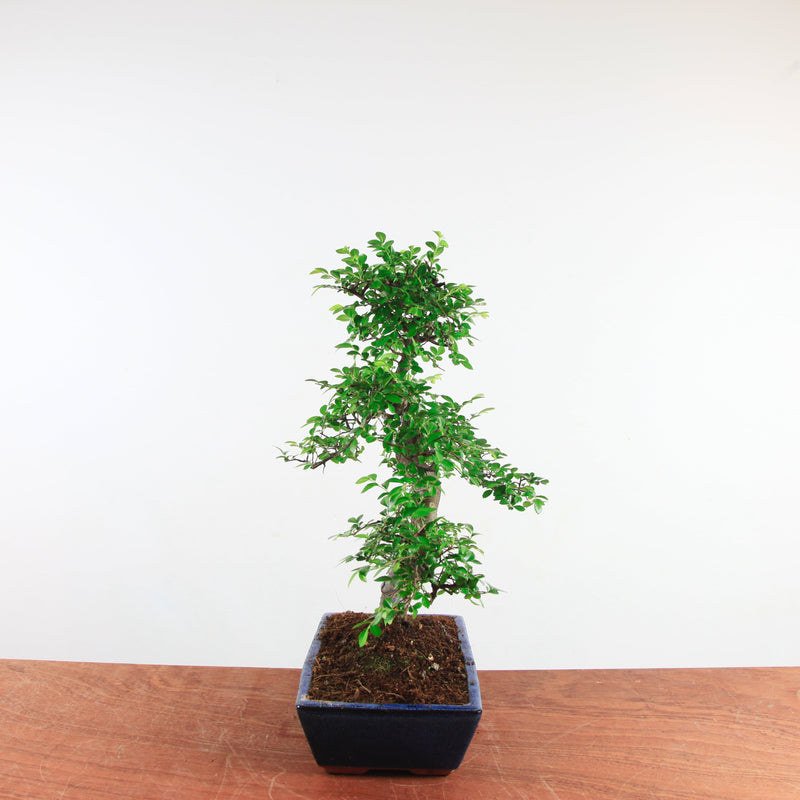 Bonsai Ulmus Parvifolia 'Chinese iep'