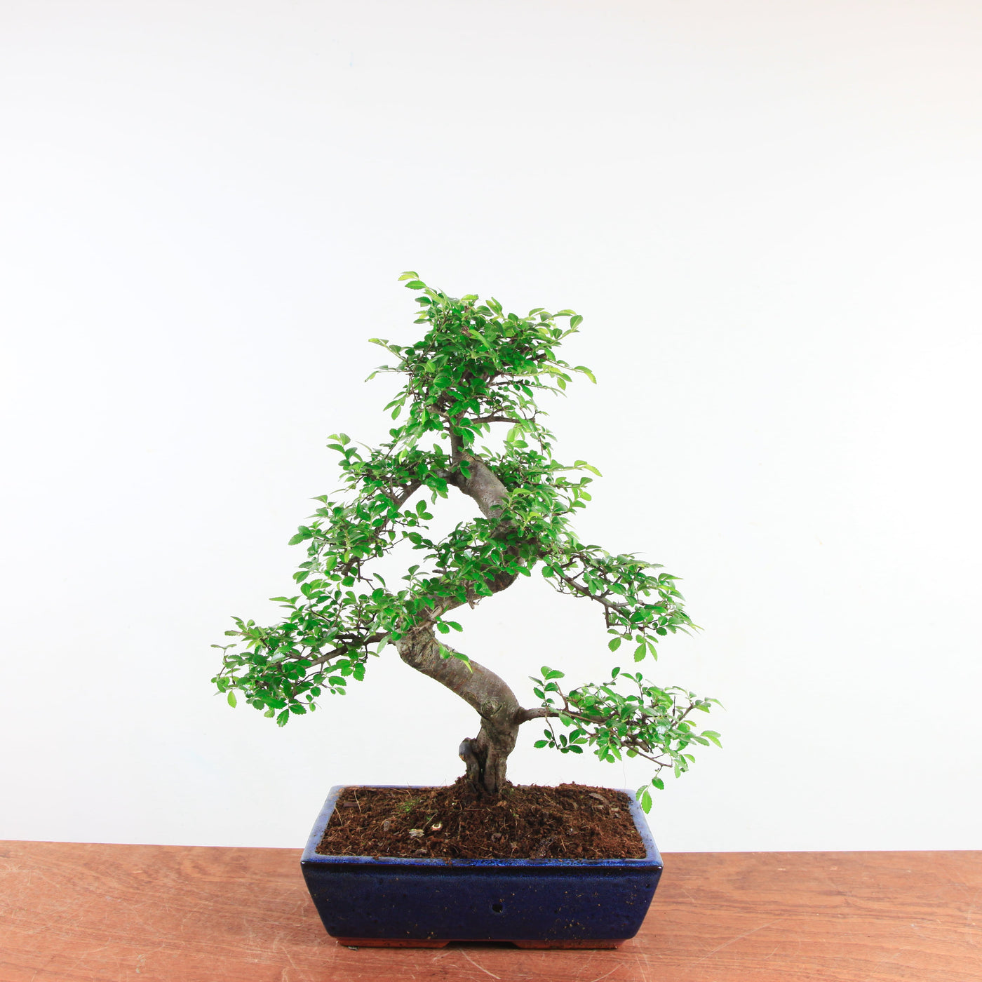 Bonsai Ulmus Parvifolia 'Chinese iep'