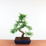 Bonsai Ulmus Parvifolia 'Chinese iep'