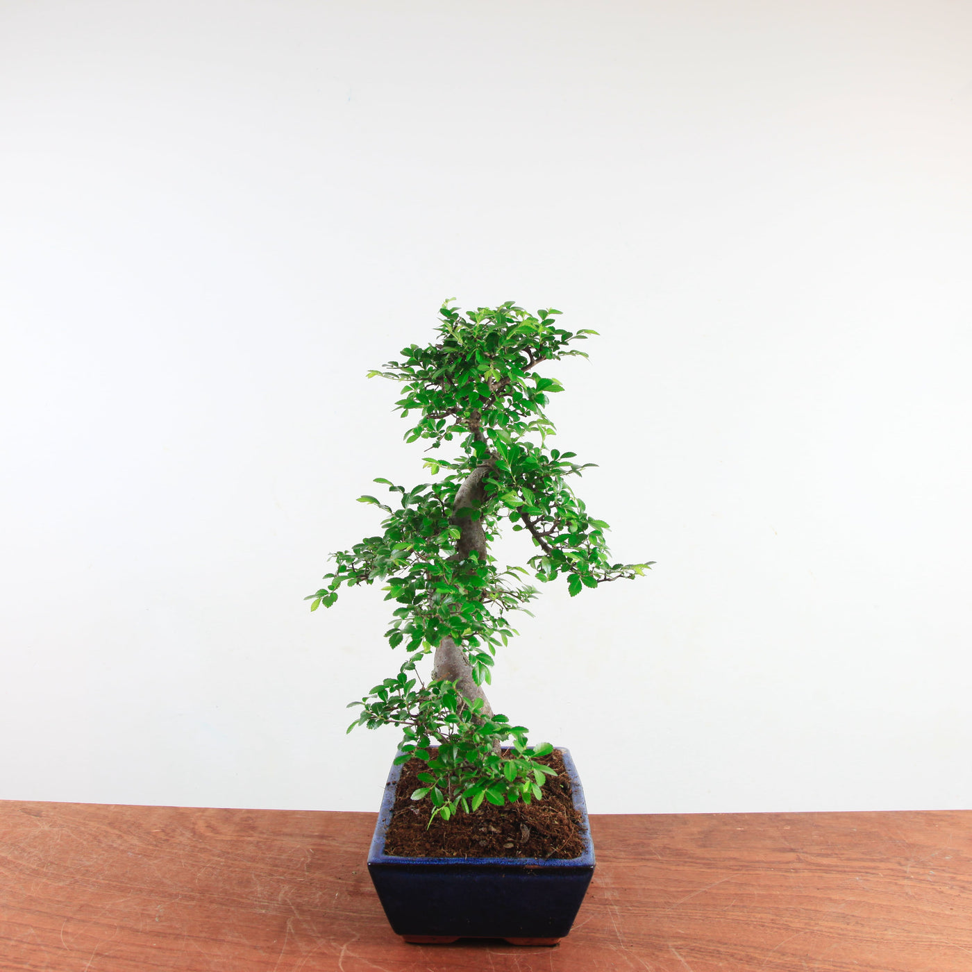 Bonsai Ulmus Parvifolia 'Chinese iep'