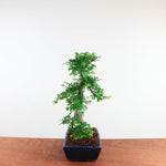 Bonsai Ulmus Parvifolia 'Chinese iep'