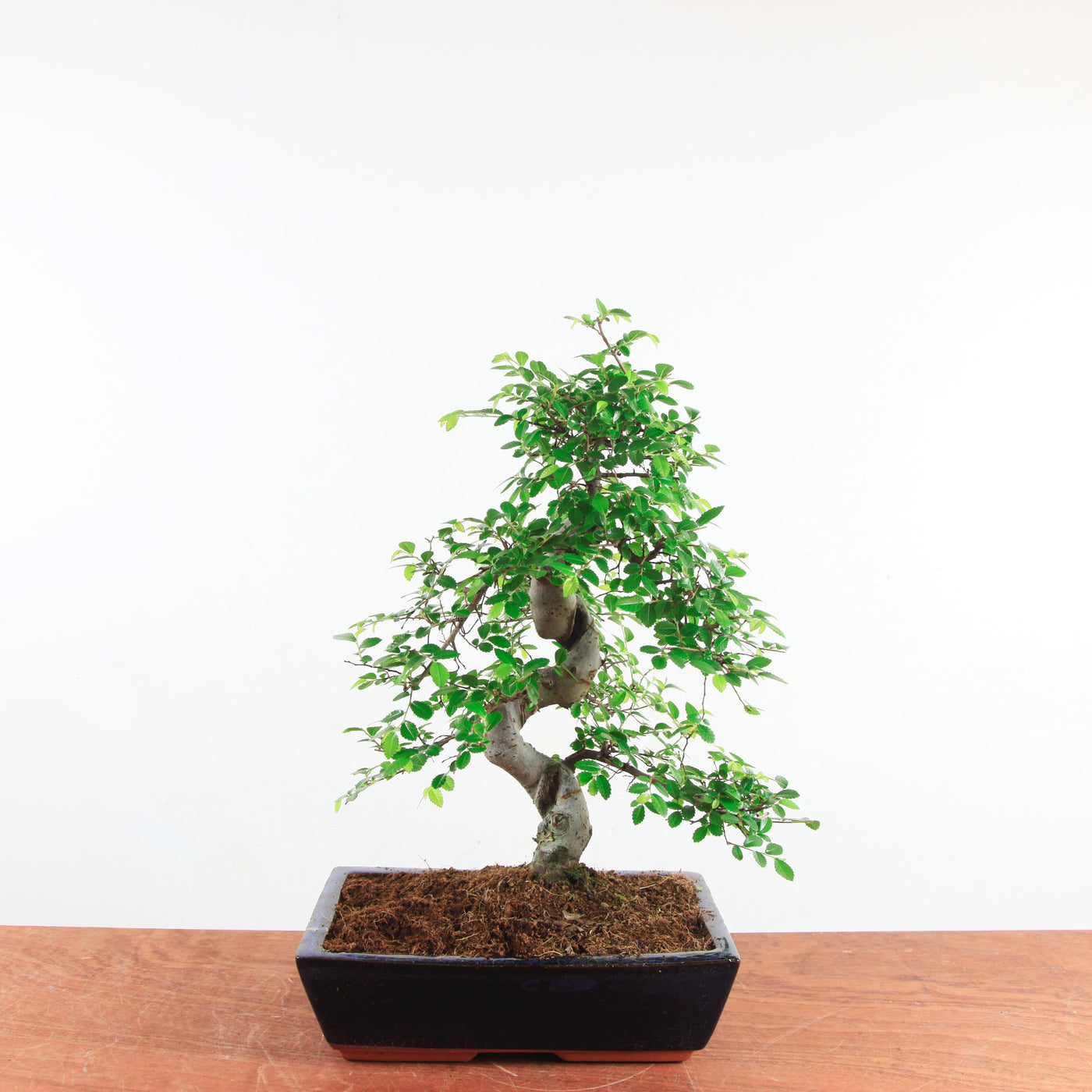 Bonsai Ulmus Parvifolia 'Chinese iep'