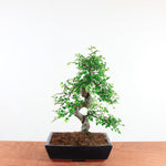 Bonsai Ulmus Parvifolia 'Chinese iep'