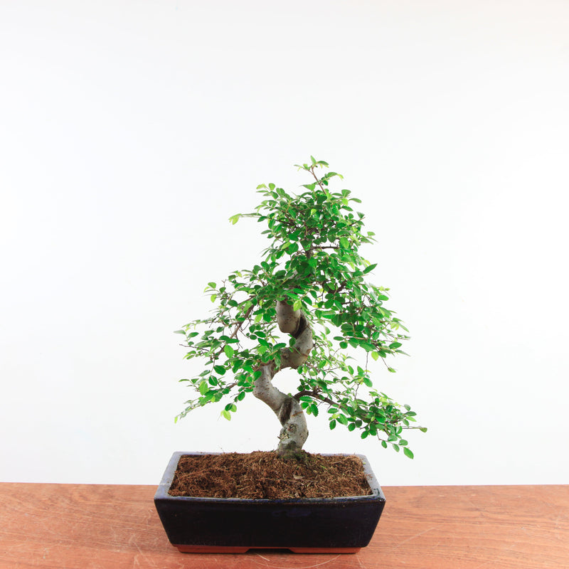 Bonsai Ulmus Parvifolia 'Chinese iep'