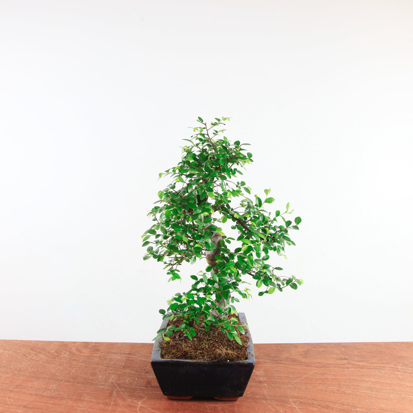 Bonsai Ulmus Parvifolia 'Chinese iep'