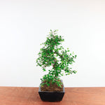 Bonsai Ulmus Parvifolia 'Chinese iep'