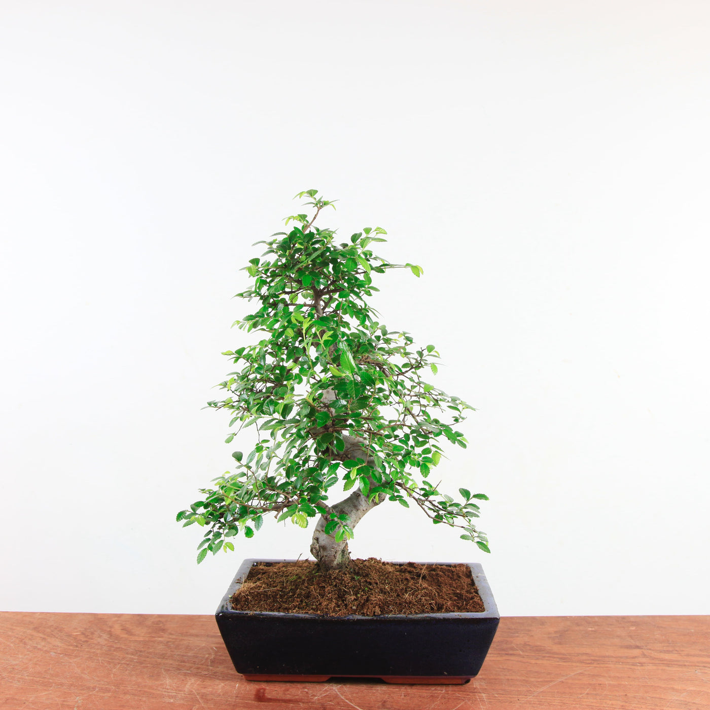 Bonsai Ulmus Parvifolia 'Chinese iep'