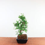Bonsai Ulmus Parvifolia 'Chinese iep'