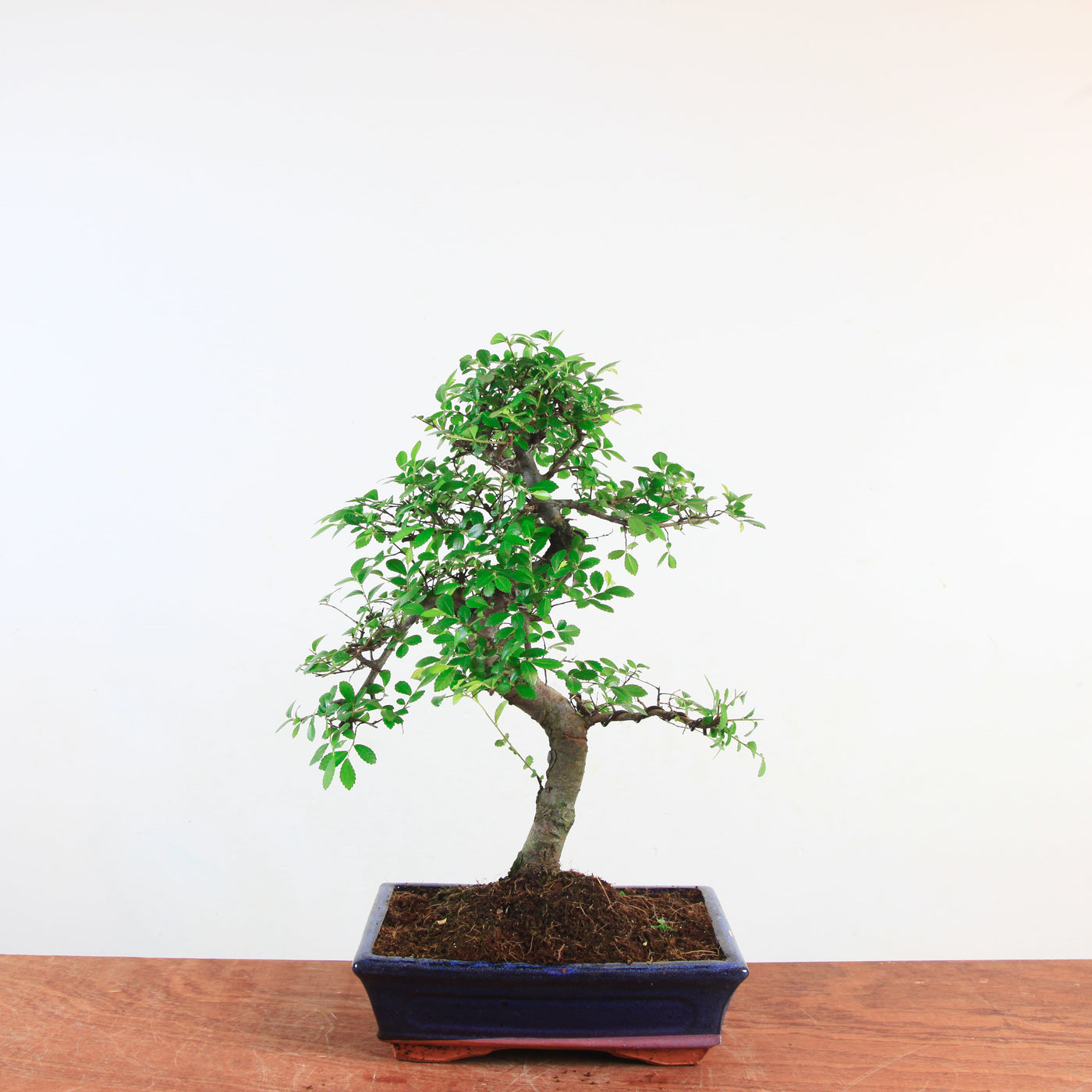 Bonsai Ulmus Parvifolia 'Chinese iep'