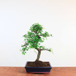 Bonsai Ulmus Parvifolia 'Chinese iep'