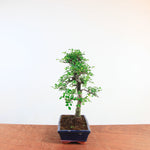 Bonsai Ulmus Parvifolia 'Chinese iep'