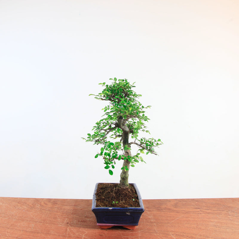 Bonsai Ulmus Parvifolia 'Chinese iep'