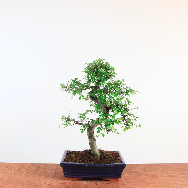 Bonsai Ulmus Parvifolia 'Chinese iep'