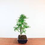 Bonsai Ulmus Parvifolia 'Chinese iep'