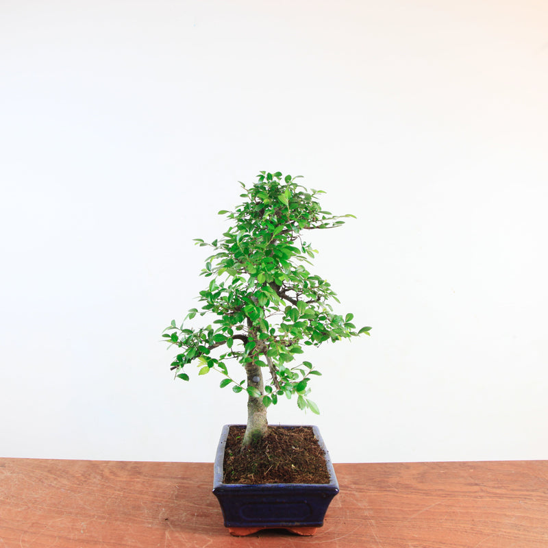 Bonsai Ulmus Parvifolia 'Chinese iep'