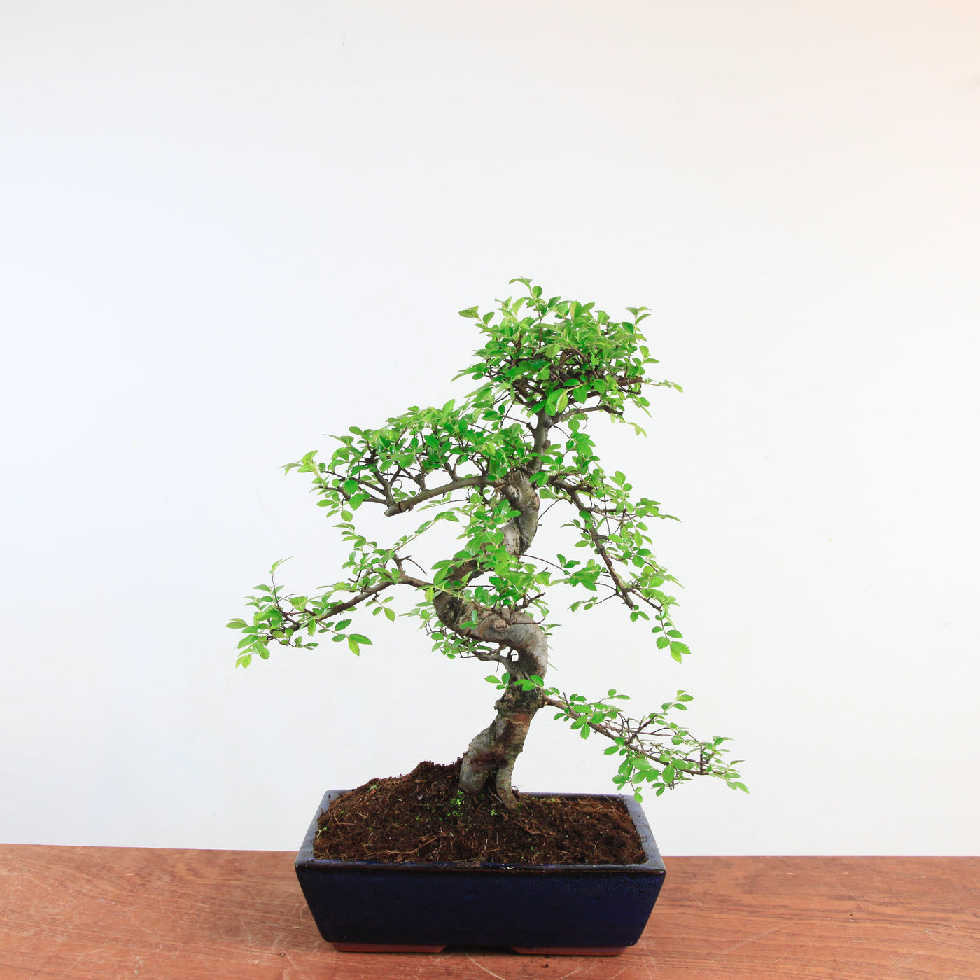 Bonsai Ulmus Parvifolia 'Chinese iep'