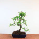 Bonsai Ulmus Parvifolia 'Chinese iep'