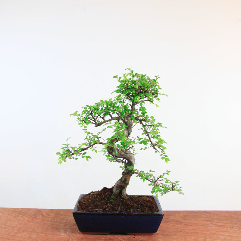 Bonsai Ulmus Parvifolia 'Chinese iep'