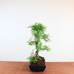 Bonsai Ulmus Parvifolia 'Chinese iep'