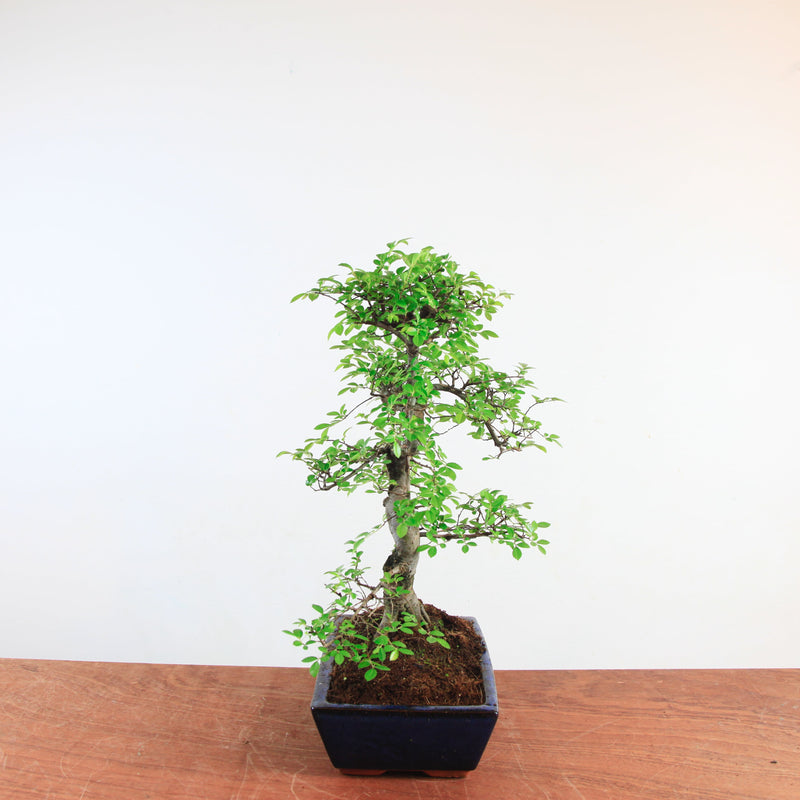 Bonsai Ulmus Parvifolia 'Chinese iep'
