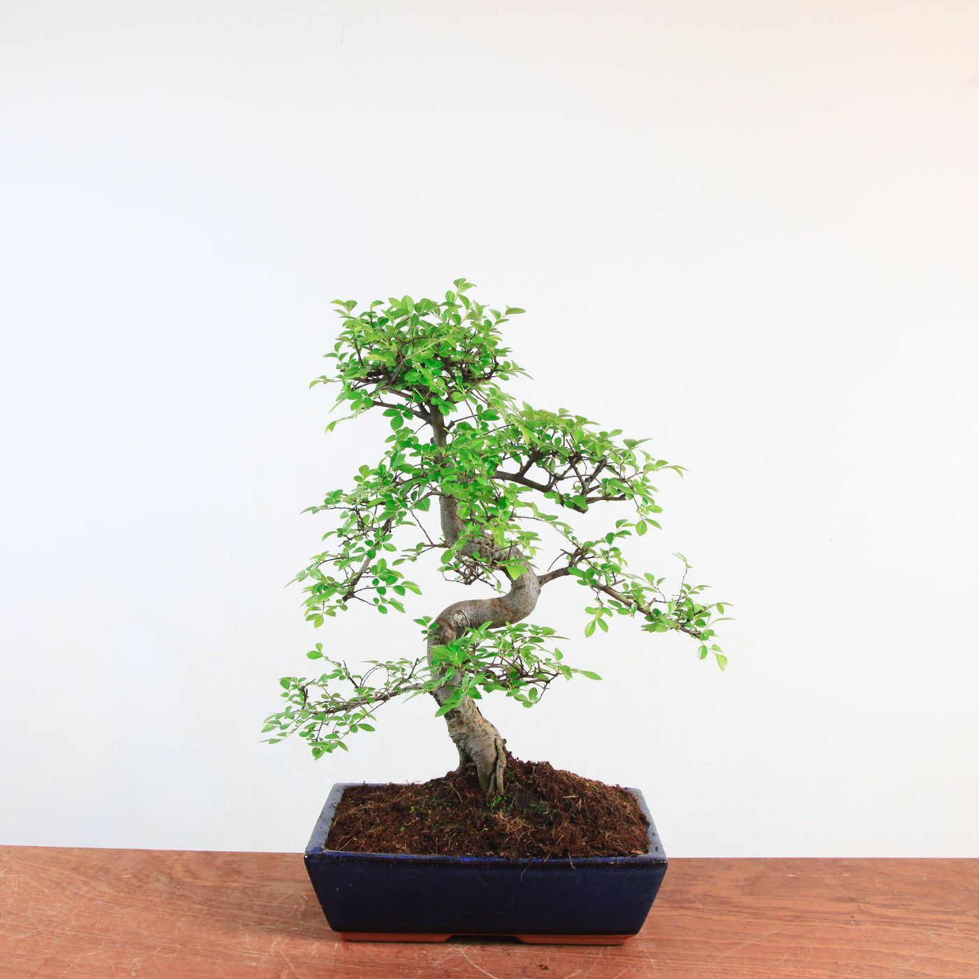 Bonsai Ulmus Parvifolia 'Chinese iep'