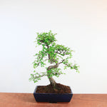 Bonsai Ulmus Parvifolia 'Chinese iep'