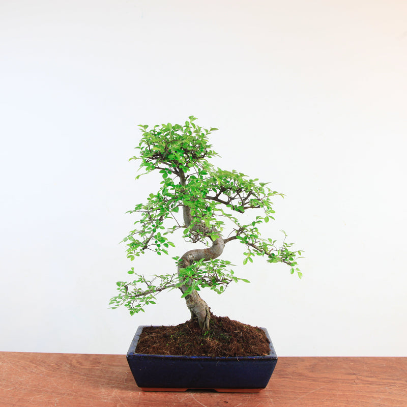 Bonsai Ulmus Parvifolia 'Chinese iep'