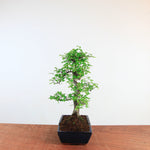 Bonsai Ulmus Parvifolia 'Chinese iep'