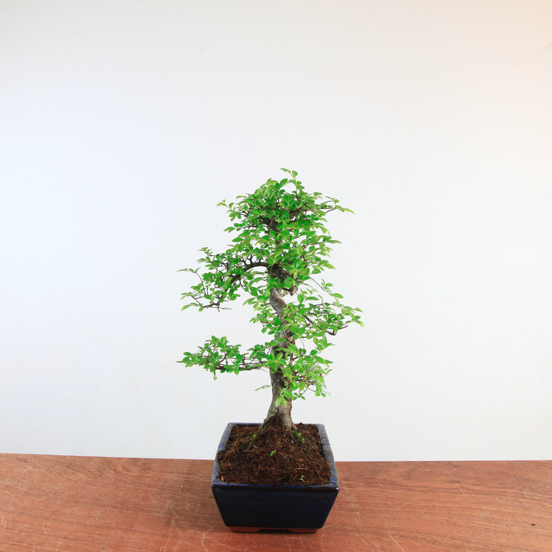 Bonsai Ulmus Parvifolia 'Chinese iep'
