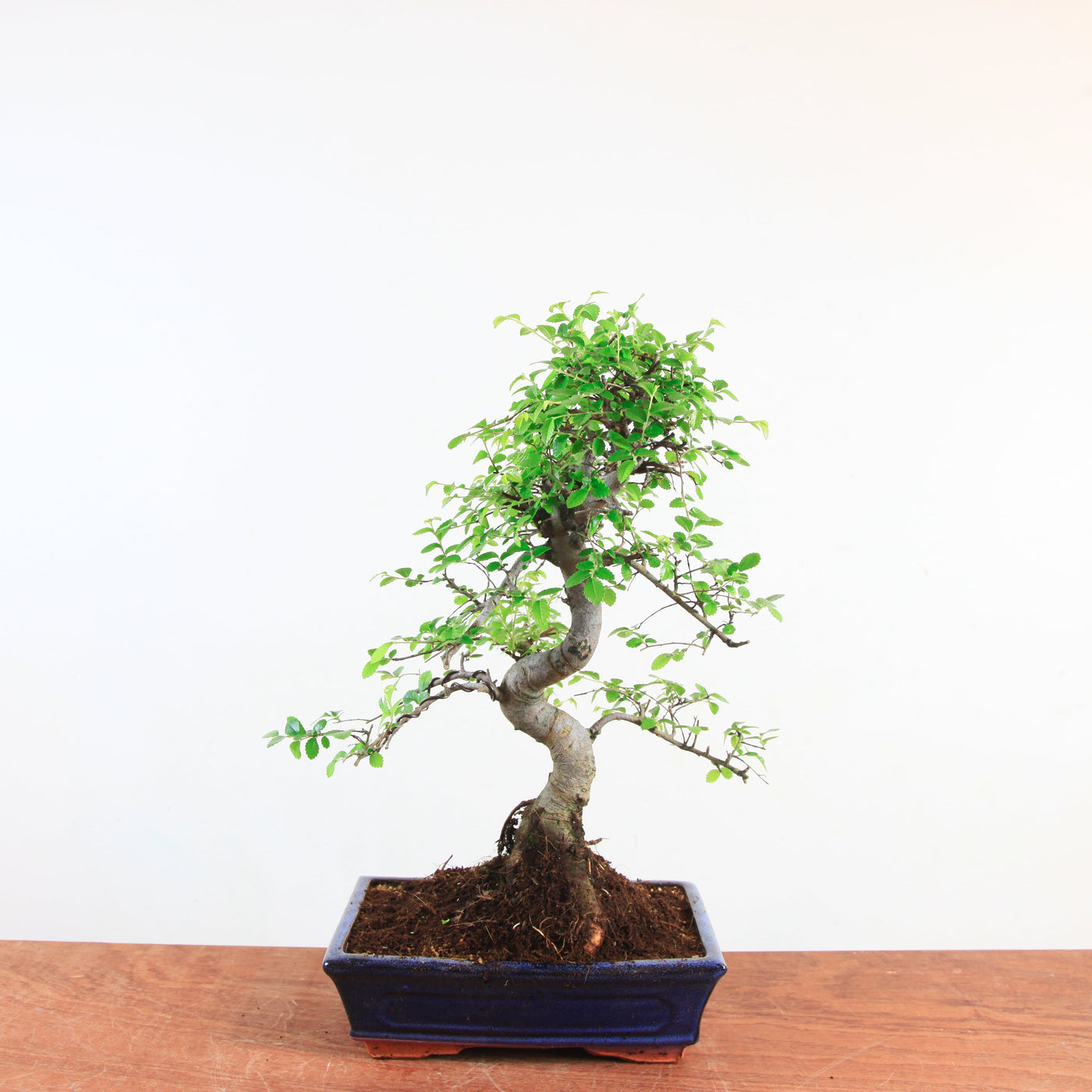Bonsai Ulmus Parvifolia 'Chinese iep'