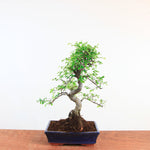 Bonsai Ulmus Parvifolia 'Chinese iep'