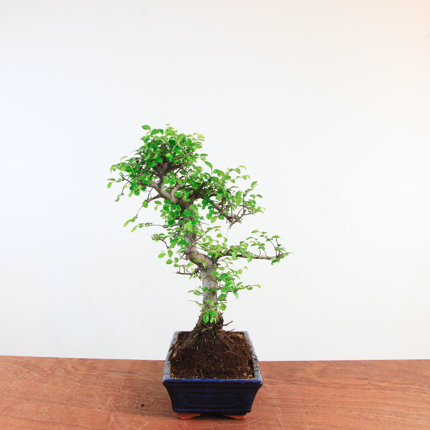 Bonsai Ulmus Parvifolia 'Chinese iep'