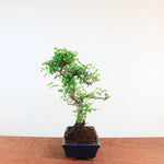 Bonsai Ulmus Parvifolia 'Chinese iep'