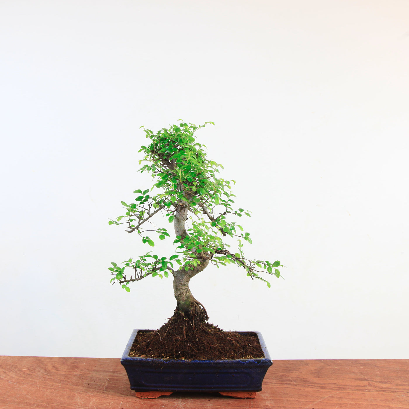 Bonsai Ulmus Parvifolia 'Chinese iep'