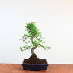 Bonsai Ulmus Parvifolia 'Chinese iep'