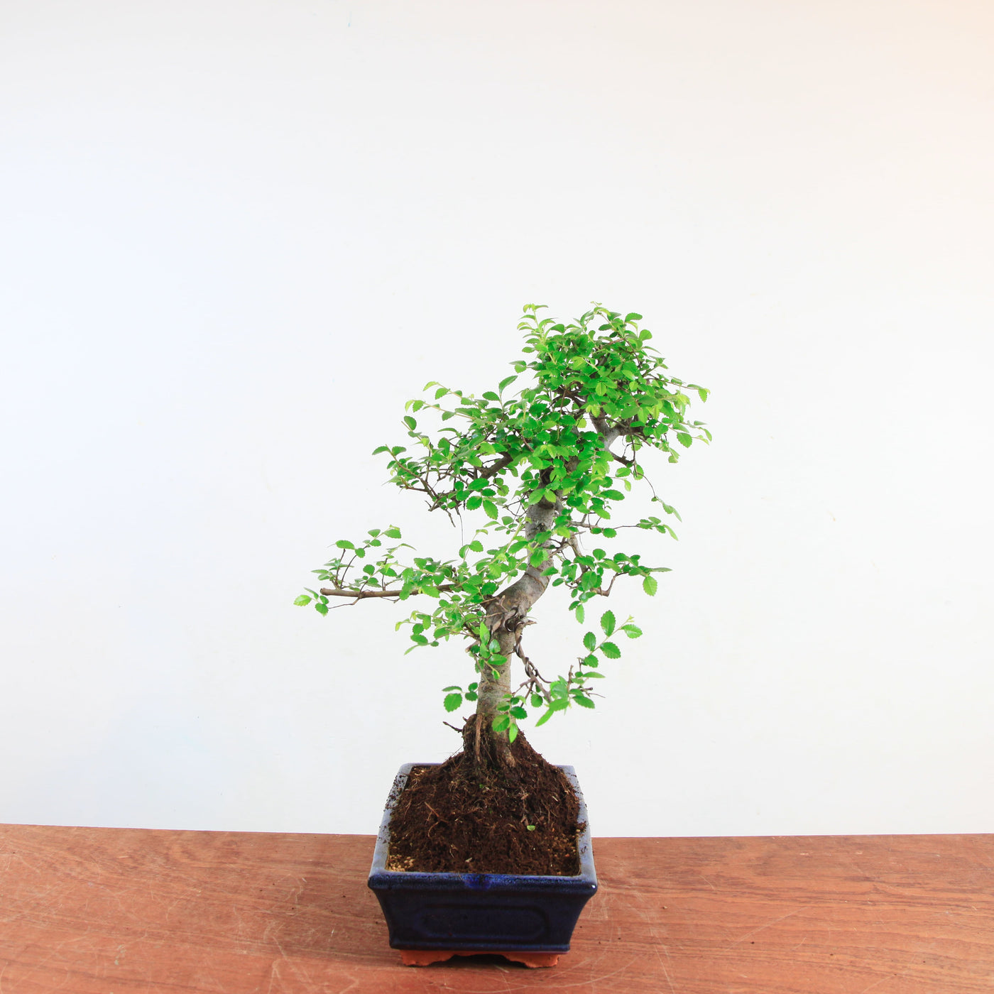 Bonsai Ulmus Parvifolia 'Chinese iep'