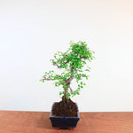 Bonsai Ulmus Parvifolia 'Chinese iep'