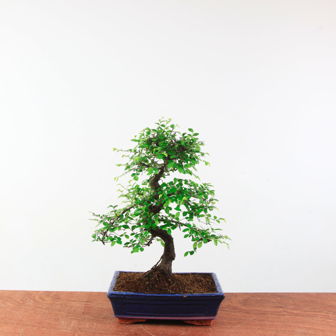 Bonsai Ulmus Parvifolia 'Chinese iep'