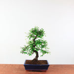 Bonsai Ulmus Parvifolia 'Chinese iep'