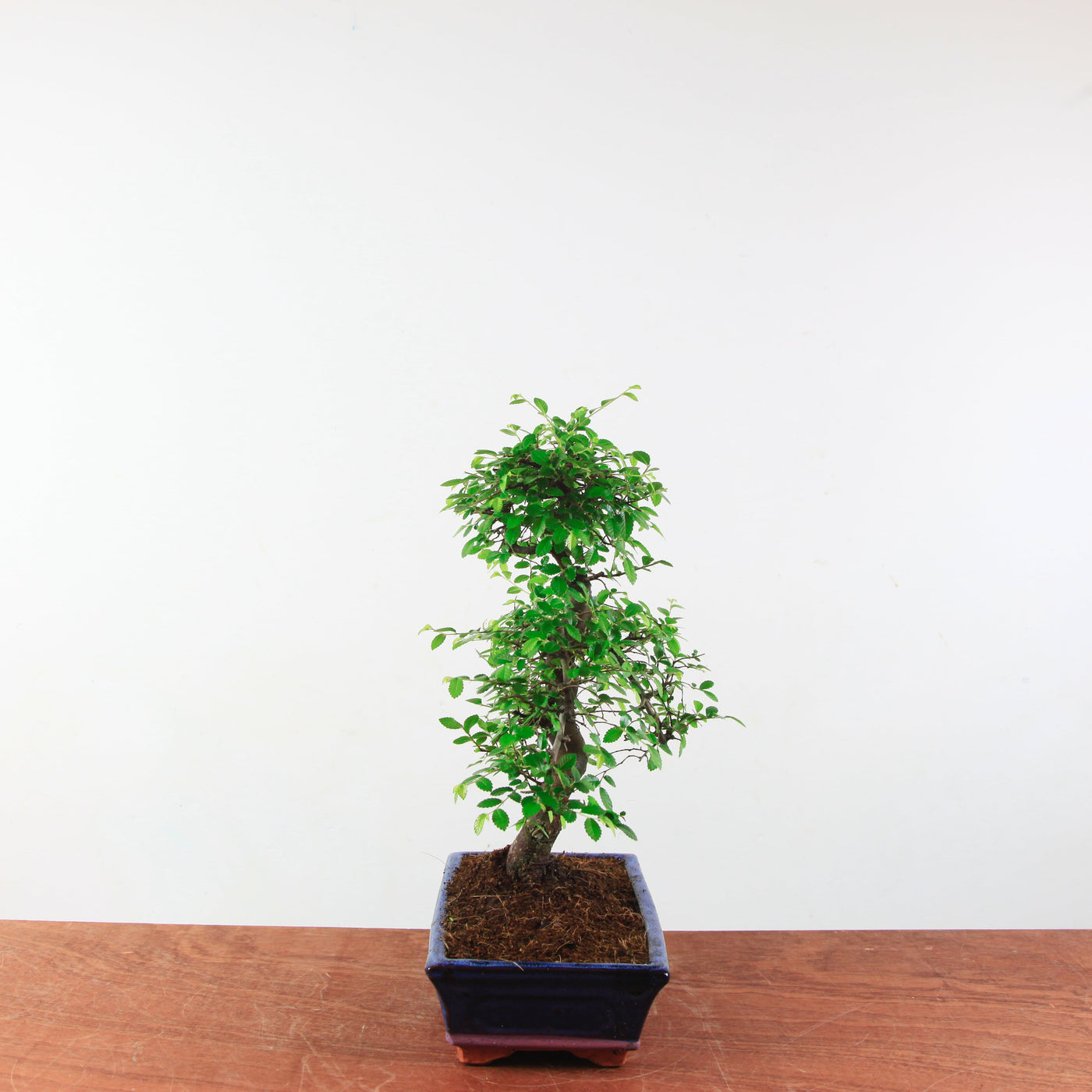 Bonsai Ulmus Parvifolia 'Chinese iep'