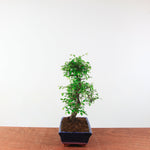 Bonsai Ulmus Parvifolia 'Chinese iep'