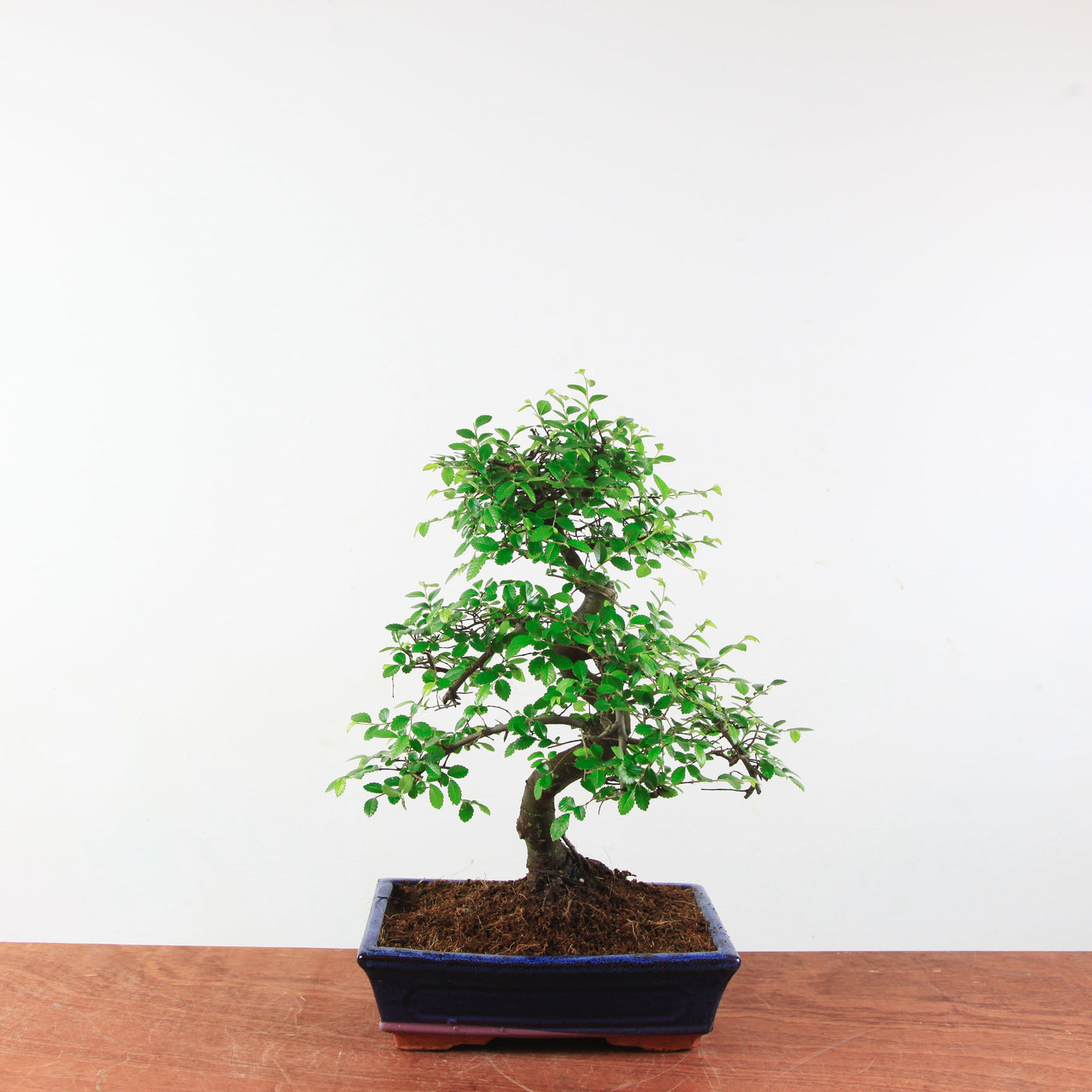 Bonsai Ulmus Parvifolia 'Chinese iep'