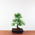 Bonsai Ulmus Parvifolia 'Chinese iep'