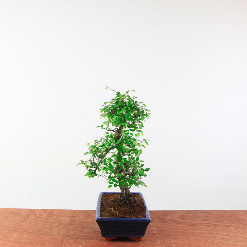 Bonsai Ulmus Parvifolia 'Chinese iep'