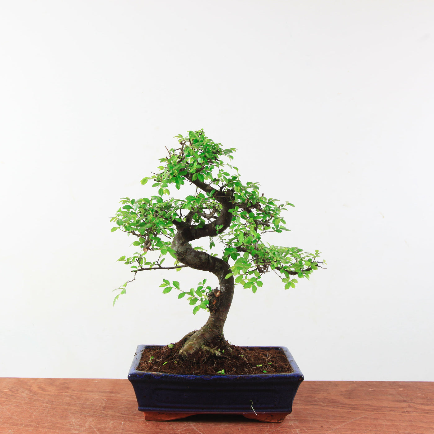 Bonsai Ulmus Parvifolia 'Chinese iep'