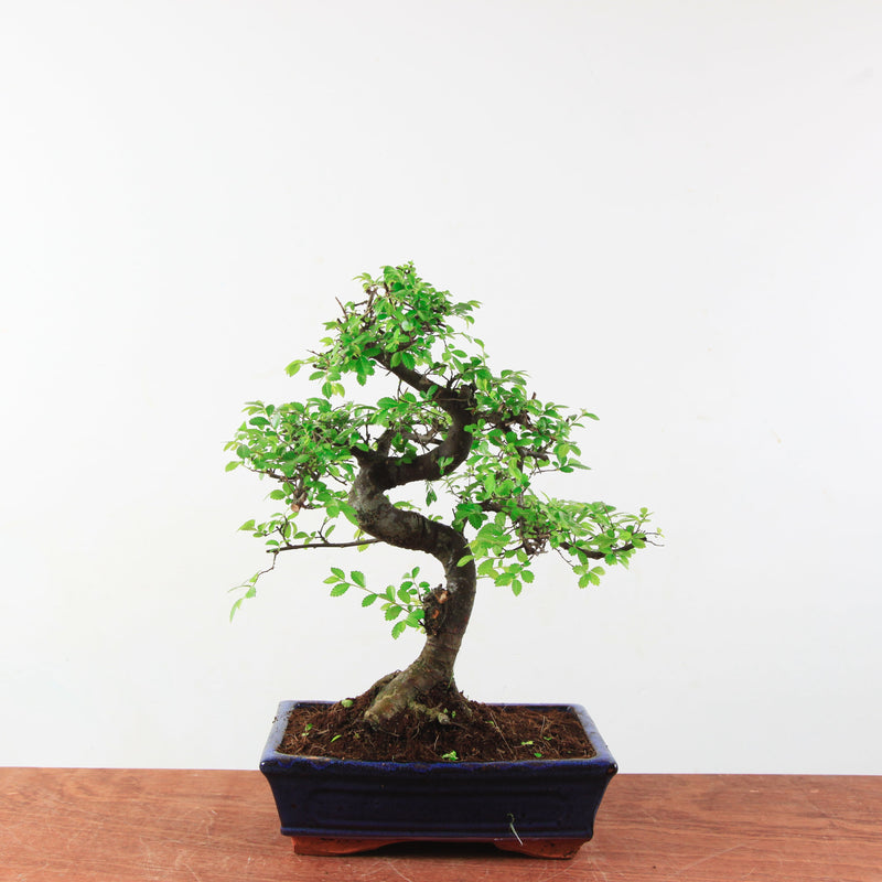Bonsai Ulmus Parvifolia 'Chinese iep'