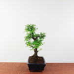 Bonsai Ulmus Parvifolia 'Chinese iep'