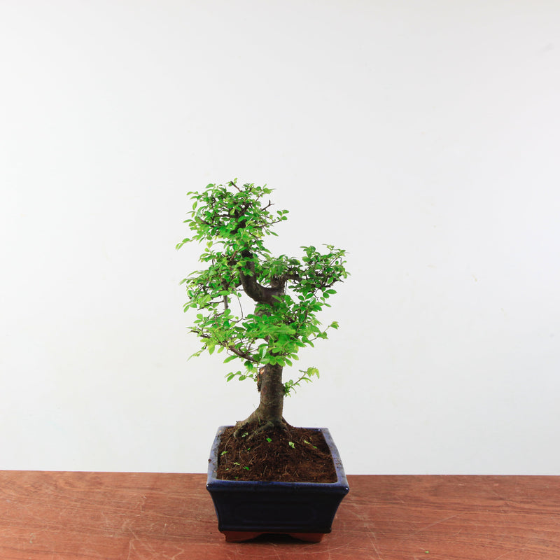 Bonsai Ulmus Parvifolia 'Chinese iep'